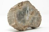 Devonian Petrified Wood From Oklahoma - Oldest True Wood #198056-1